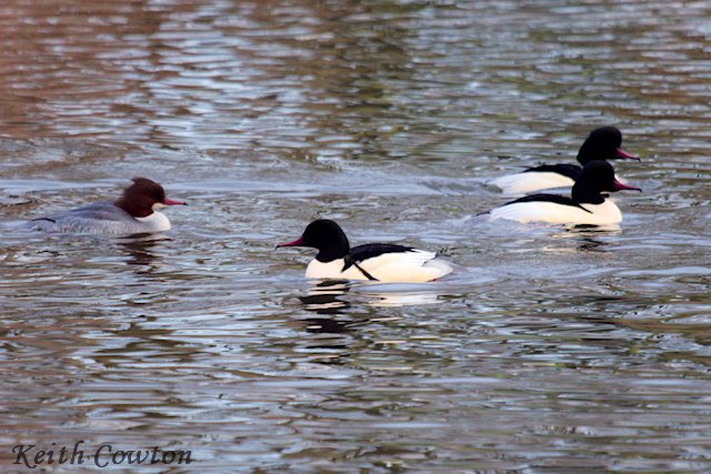 CowtonKeith's tweet photo. Stewart Park, Middlesbrough 5 Goosander now present with 4 drakes @teesbirds1 @nybirdnews https://t.co/lXdPLFjidz