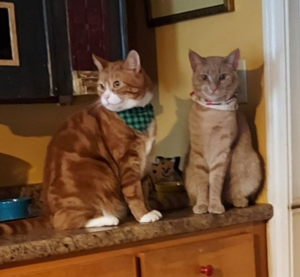 PawsforNoah tweet media