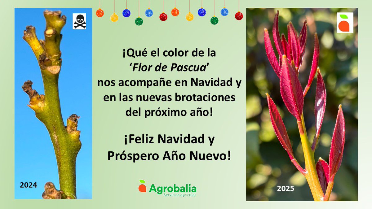 ¡Feliz Navidad!