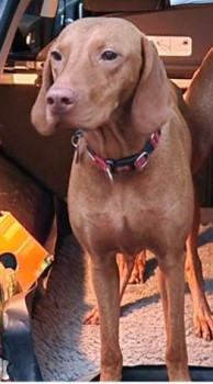 millypod1's tweet photo. 🆘24 DEC 2024 #Lost #ScanMe #Tagged
Russet Gold Hungarian Vizsla Female
#Farncombe area. Lost whilst walking in #Binscombe but last spotted near Broadwater Park
Farncombe #Godalming #Surrey #GU7
https://t.co/iYxQ9Di88B https://t.co/LzuxjZxCfj