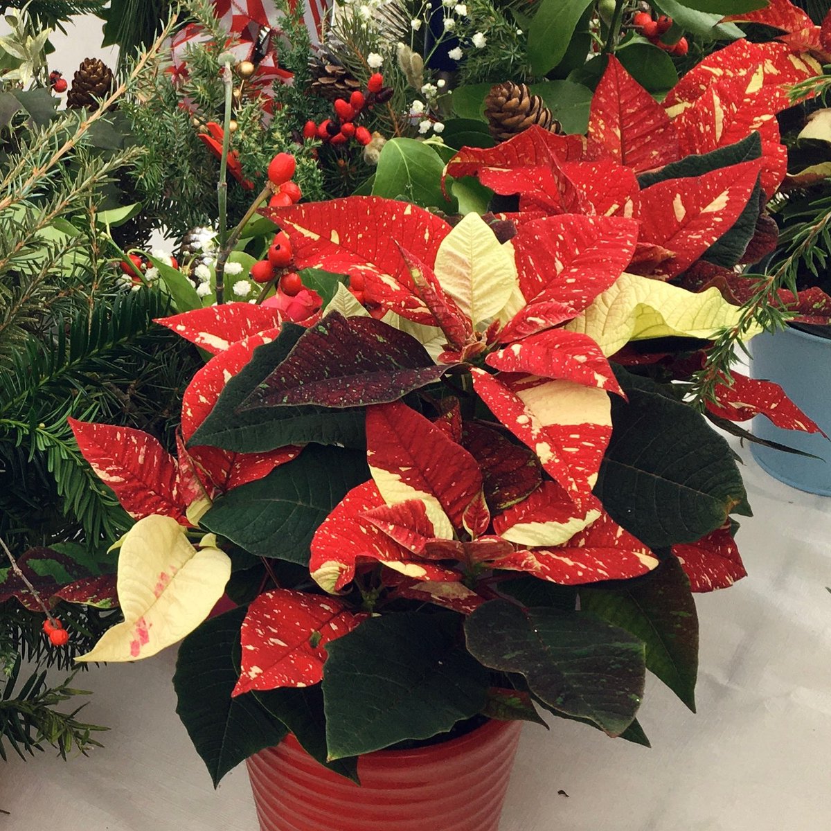 MHJGardenDesign's tweet photo. Merry Christmas Eve, Everybody!
#MHJFlowerShop is now closed for the holidays, today, tomorrow, and Boxing Day. We'll look forward to seeing you again on Friday. Enjoy the holidays!! 🎄🎁🎄
#announcement #flowershop #merrychristmas #pointsettia https://t.co/bMNZu9MK6f