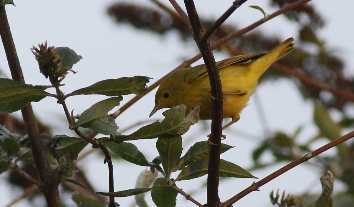 Ben Rumsby (@brnature1) on Twitter photo Not the early Christmas present I was expecting when news broke of this American Yellow Warbler early afternoon. Incredible bird, nearly always on view and calling frequently. Great to see familiar faces. Special thanks to <a href="/henrywynjones/">Henry Wyn-Jones</a> lending me camera battery for this pic. Not the early Christmas present I was expecting when news broke of this American Yellow Warbler early afternoon. Incredible bird, nearly always on view and calling frequently. Great to see familiar faces. Special thanks to <a href="/henrywynjones/">Henry Wyn-Jones</a> lending me camera battery for this pic.