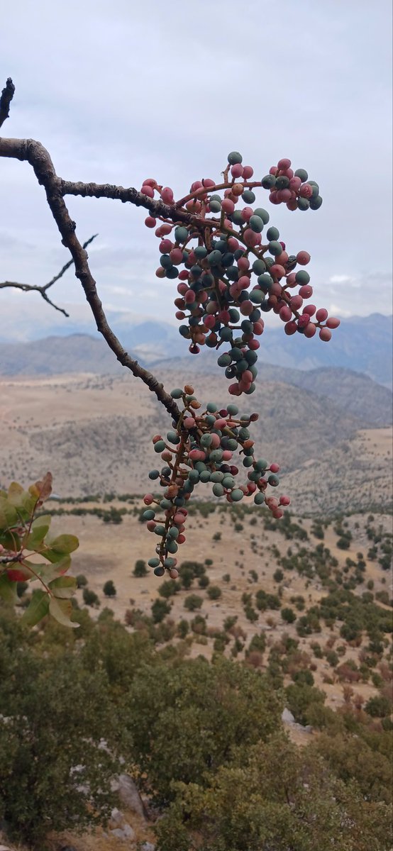 mohsenahmadmirhaji (@mohsenahma73492) on Twitter photo 