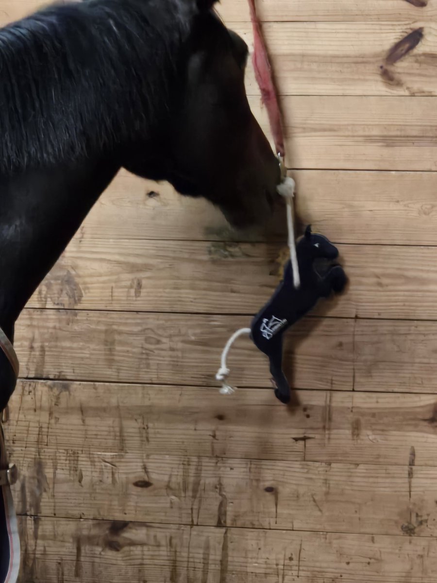 Accting_Equus's tweet photo. Maude enjoying her Christmas gift from LeMieux! https://t.co/thvAPW4cYX
