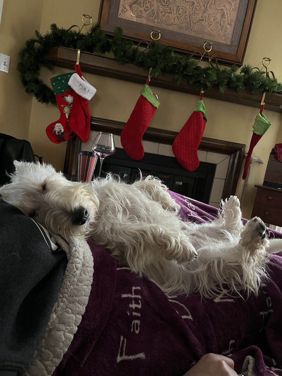 rozcar28's tweet image. Obviously the anticipation is killing Bertie! #Dogs #Scottishterrier #SantaPaws