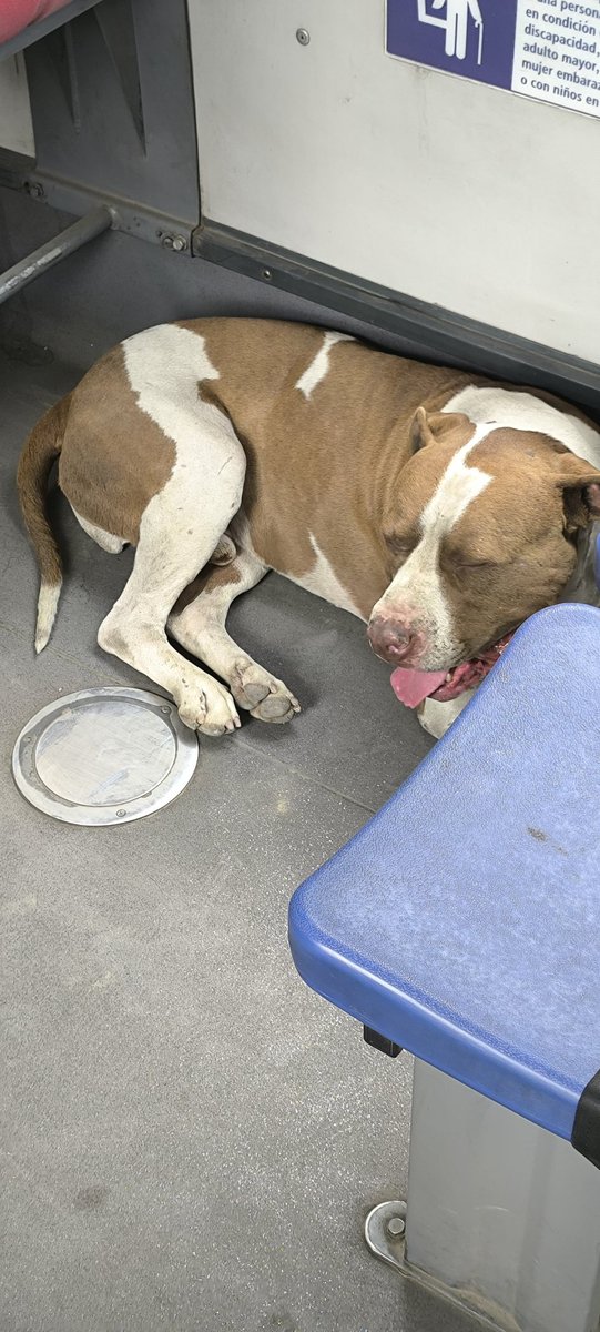 avegutierrez's tweet photo. @AnimalesBOG este animal estaba abandonado el 24 de diciembre a la 1 pm en el bus SITP de placas. WEV839, en linea 123 no pueden ayudar y linea 195 no sirve para nada https://t.co/8hLugwtn9h