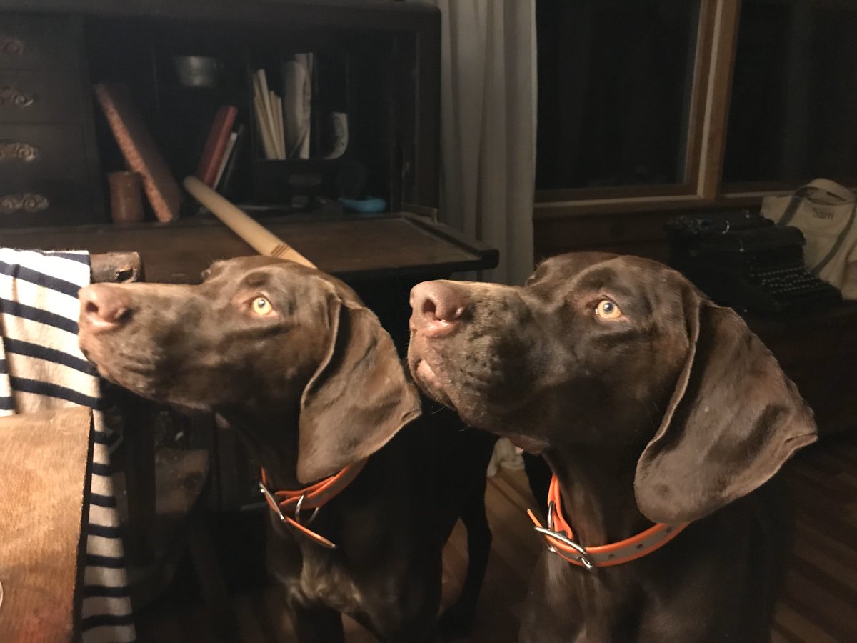 HorizonsWealth's tweet photo. @RedtailCRM 
"Catch &amp; Trout"  
Minouche-Director of Operations  
Horizons Wealth Management
#bestpawforward https://t.co/cFSSjMqqWc