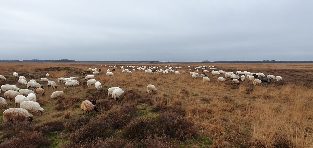 Terwijl heel #Nederland vol in de #kerststress in de #supermarkt over elkaar heen buitelde om belachelijk veel #boodschappen in te slaan, stond ik, moederziel alleen, op de #BenderseBerg rond te koekeloeren.
Heerlijk!

Fijne feestdagen!

#Dwingelderveld #Natuurmonumenten
