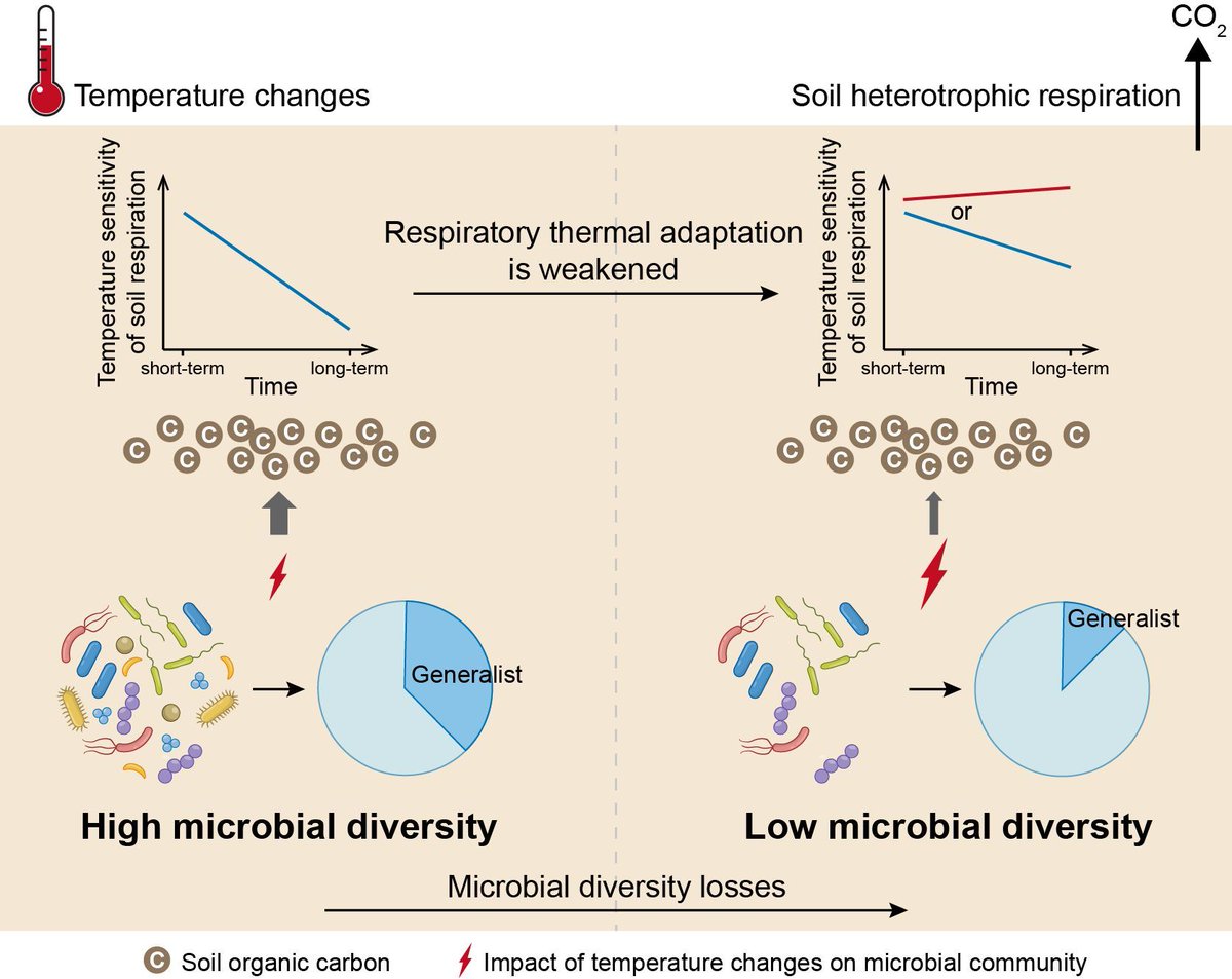 NEW RESEARCH
Microbial Diversity Losses Constrain the Capacity of Soils to Mitigate #ClimateChange 

📄 buff.ly/3DqBXqy
#soilscience #soilmicrobes