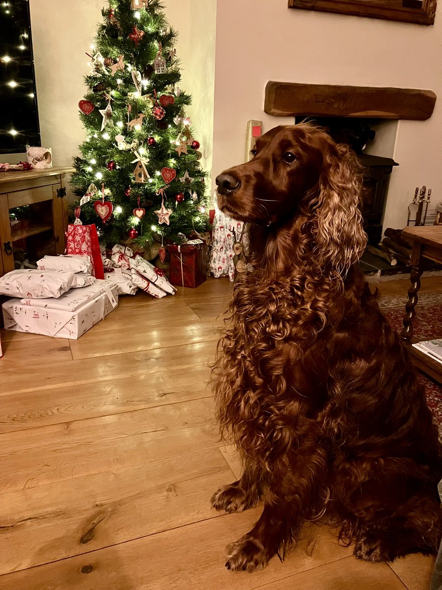 Tim_C_Ingram's tweet image. Merry Christmas from Mabel #IrishSetter