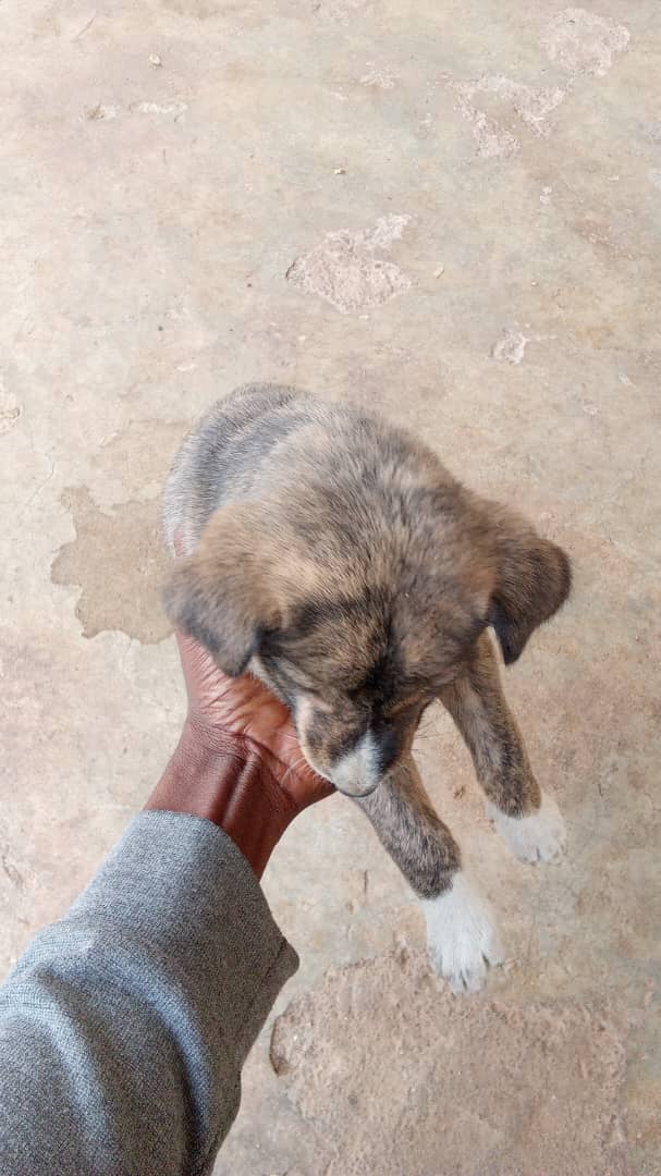 ezege_smartp's tweet photo. Please and please my dear Muslim brothers/sisters please this is small Christmas we no dey eat meat for this one, na next Christmas be big Christmas, we go cook meat. 
Bear with Us. https://t.co/RLZi1l4Npv