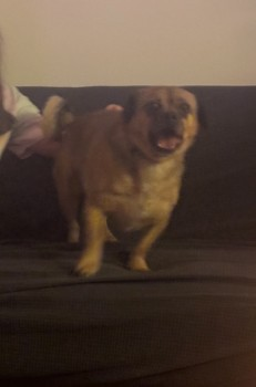 millypod1's tweet photo. 🆘23 DEC 2024 #Lost SYDNEY #ScanMe
Tan Beagle Cross Male
Cotwell Avenue #Cowplain #Waterlooville #Hampshire #PO8
https://t.co/AwQBVMMNbU https://t.co/xkZw2LibGI