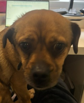 millypod1's tweet photo. 🆘23 DEC 2024 #Lost SYDNEY #ScanMe
Tan Beagle Cross Male
Cotwell Avenue #Cowplain #Waterlooville #Hampshire #PO8
https://t.co/AwQBVMMNbU https://t.co/xkZw2LibGI
