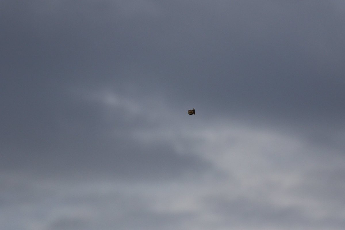 Chanced upon this Richards Pipit at Barton upon Humber today as it flew by calling, relocated feeding at chowder ness . <a href="/Lincsbirding/">Lincsbirding</a>