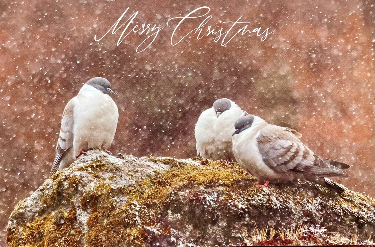 Dominic Mitchell tweet media