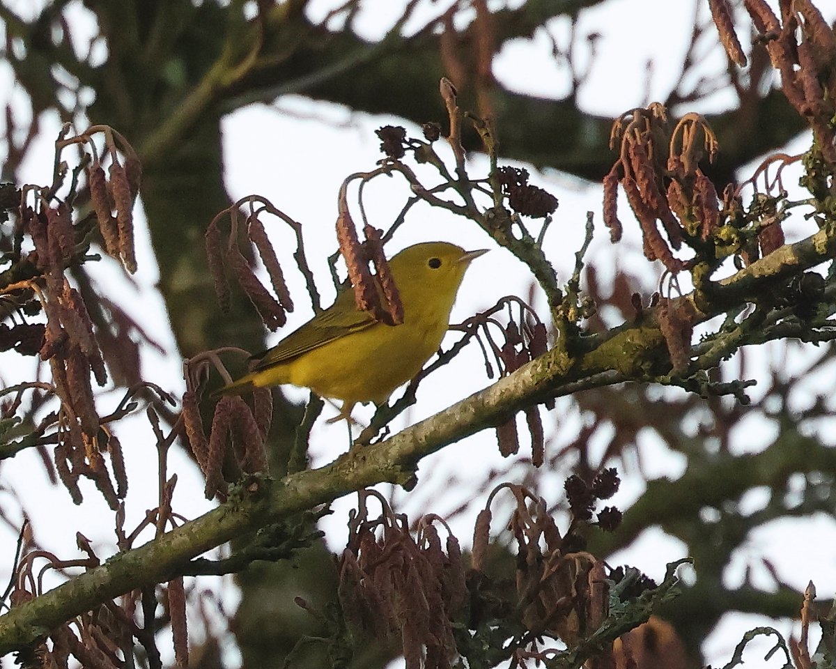Wow what a day! Still can't quite believe i found this American Yellow Warbler on my local patch at New Hythe in Kent today!!