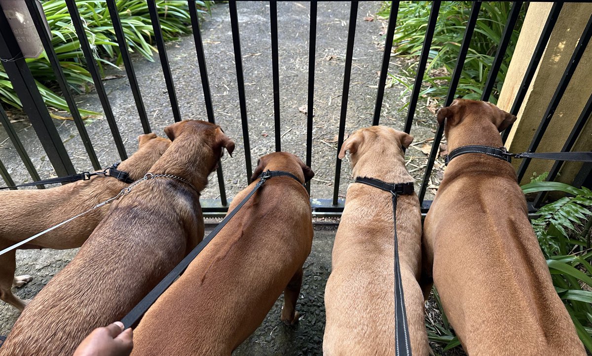 Fiji Furbabies tweet media