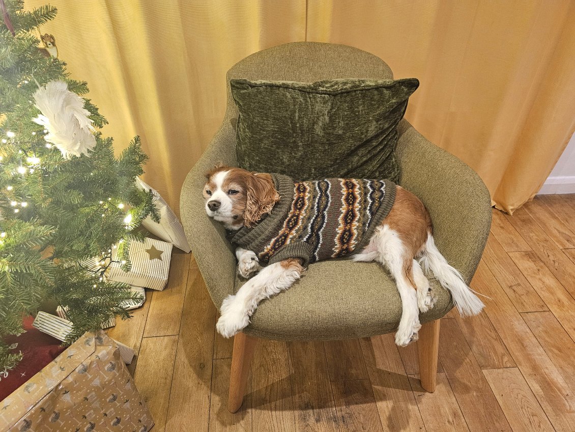 And Merry Christmas too from Paco, the reigning #Westminster Dog of the Year People's Vote Winner - and doesn't he know it?!