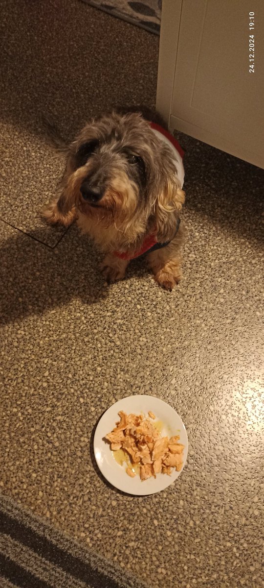 TIMMY 🐾❤️ & Mom👧🦔🐔🌷🌸🌿 tweet media