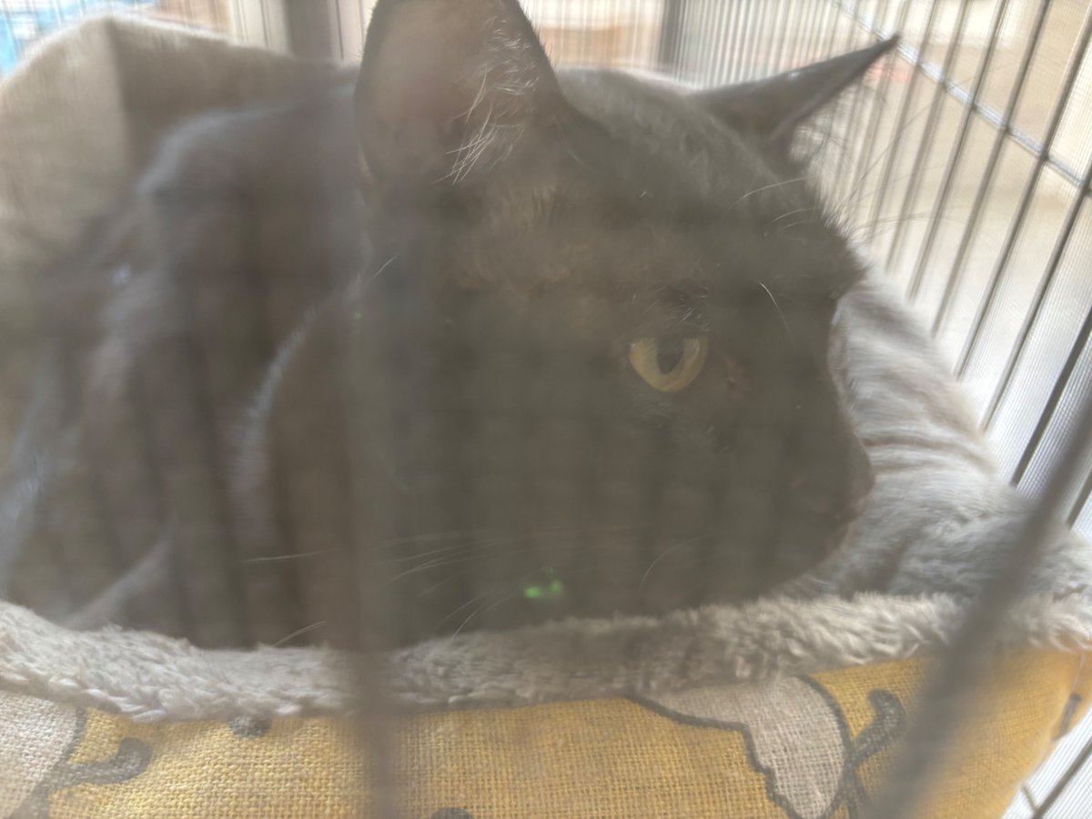mybirthdaydate1's tweet photo. #hellocharcoal
Winter is when Charcoal sleeps in all day. He barely goes outside and touches grass https://t.co/fMdOIvXlOi