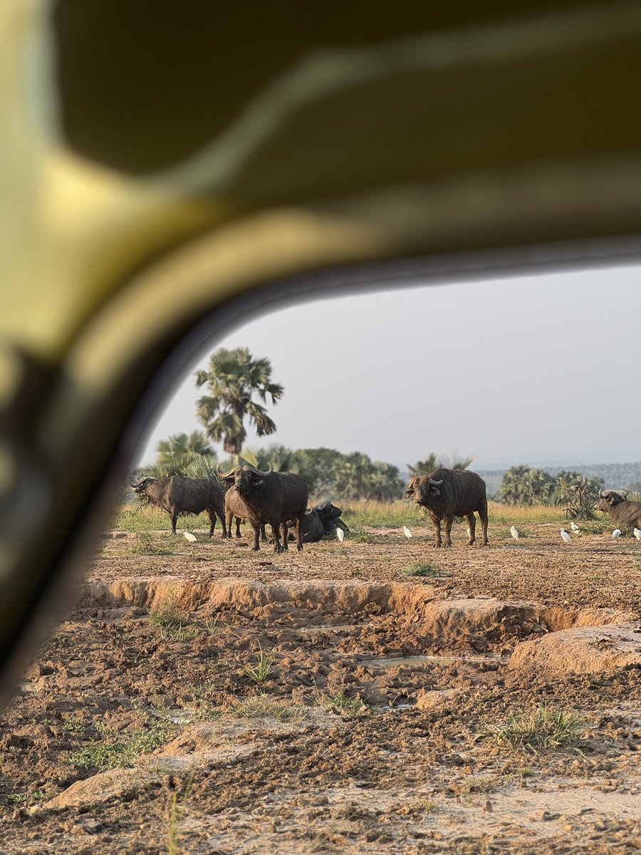 GoExplore Safaris - DMC tweet media