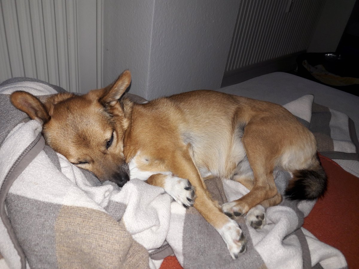 Mikazeugs's tweet photo. Hallo liebes #Twitterrudel, auch wenn ich nur noch wenig hier schreibe, wünsche ich euch allen ganz toll schöne und gesunde Weihnachten! Ich bin gerade total vollgefuttert 😁🐶 https://t.co/2UUVrmWG28