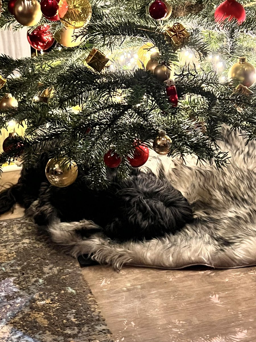 timiundleia's tweet photo. Wie wünschen Euch mit ganz besonderen Weihnachtsdeko frohe Festtage! https://t.co/cmIkw26TlM