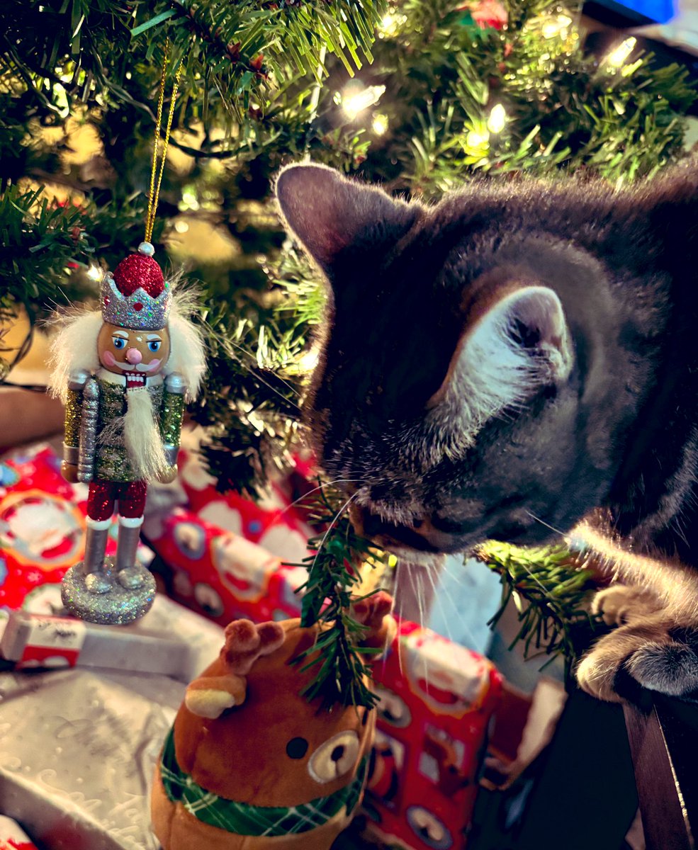 Happy #ChristmasEve! Tree inspection is complete and we are ready for you, Santa! Hope he brings treats &amp; joy to all my friends 😻💕