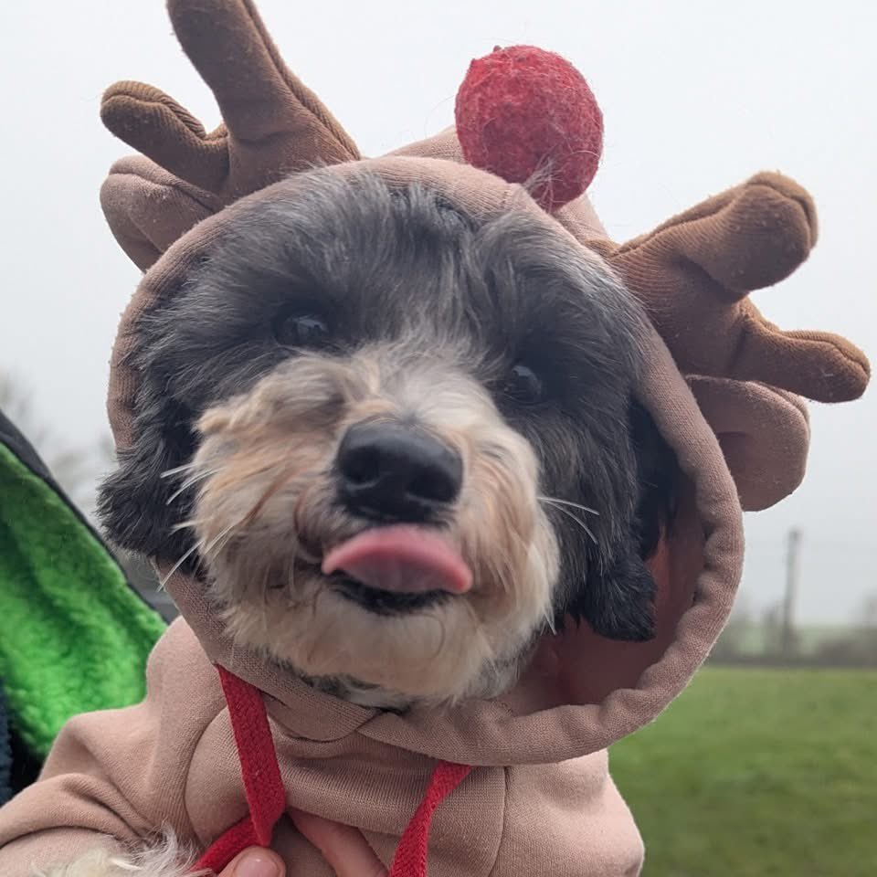 MrPicklestheHavapoo tweet media