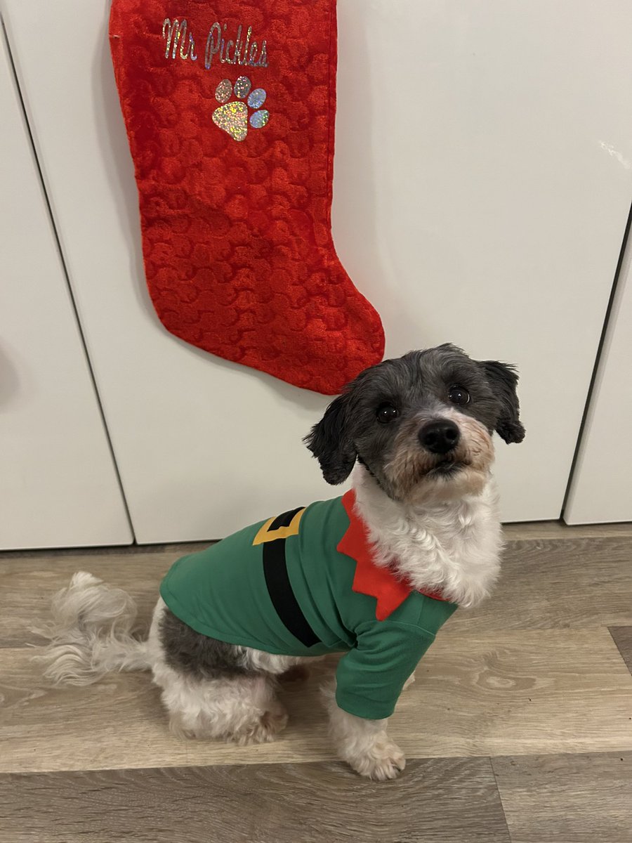 MrPicklestheHavapoo tweet media