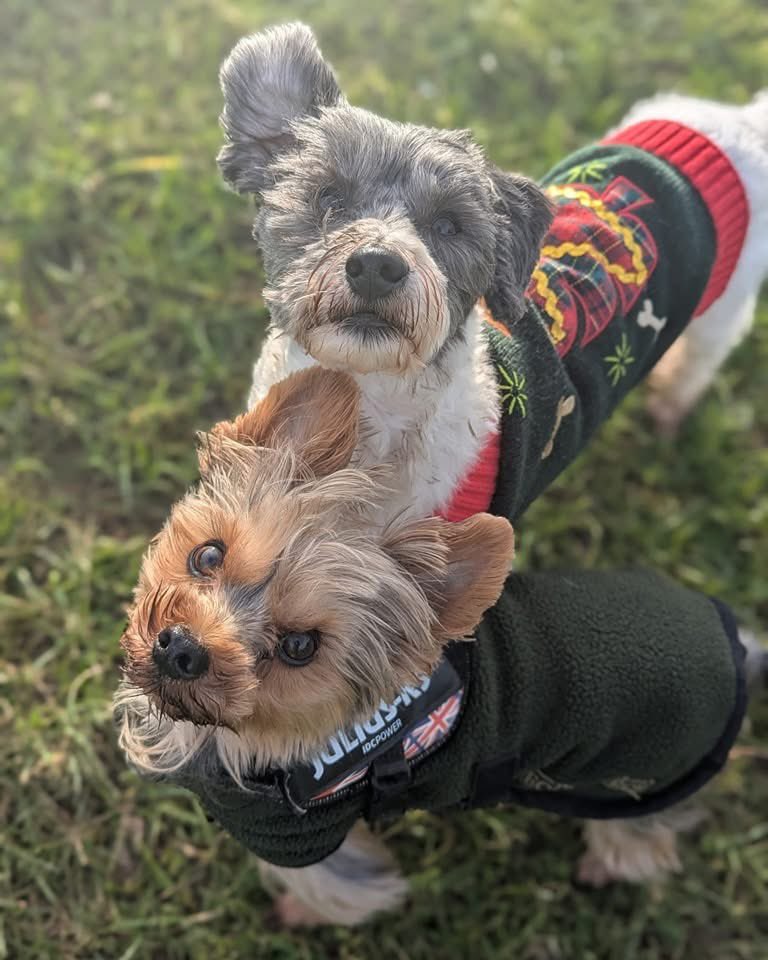 MrPicklestheHavapoo tweet media