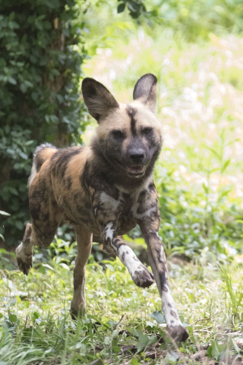 STLWolfCenter's tweet photo. Amazingly, #Africanpainteddogs can sprint at speeds up to 41 mph! 

This incredible speed helps them catch prey like gazelles, antelope, impala, kudu, and wildebeest. By keeping these herds on the move, they play a vital role in maintaining a balanced and healthy ecosystem. https://t.co/7nOh490fuV