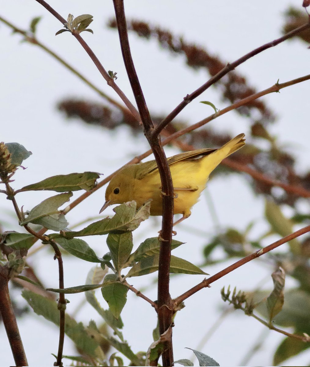 Ben Rumsby (@brnature1) on Twitter photo Edited photo of the American Yellow Warbler today. My 2nd American wood warbler, both of which I've seen this year!! Thanks <a href="/probableroller/">SuperSibe500.</a> for editing.
<a href="/BirdGuides/">BirdGuides</a> <a href="/RareBirdAlertUK/">RareBirdAlertUK</a> Edited photo of the American Yellow Warbler today. My 2nd American wood warbler, both of which I've seen this year!! Thanks <a href="/probableroller/">SuperSibe500.</a> for editing.
<a href="/BirdGuides/">BirdGuides</a> <a href="/RareBirdAlertUK/">RareBirdAlertUK</a>