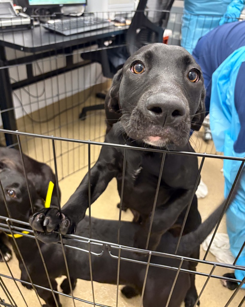 Peggy Adams ARL (@peggyadamsarl) on Twitter photo 