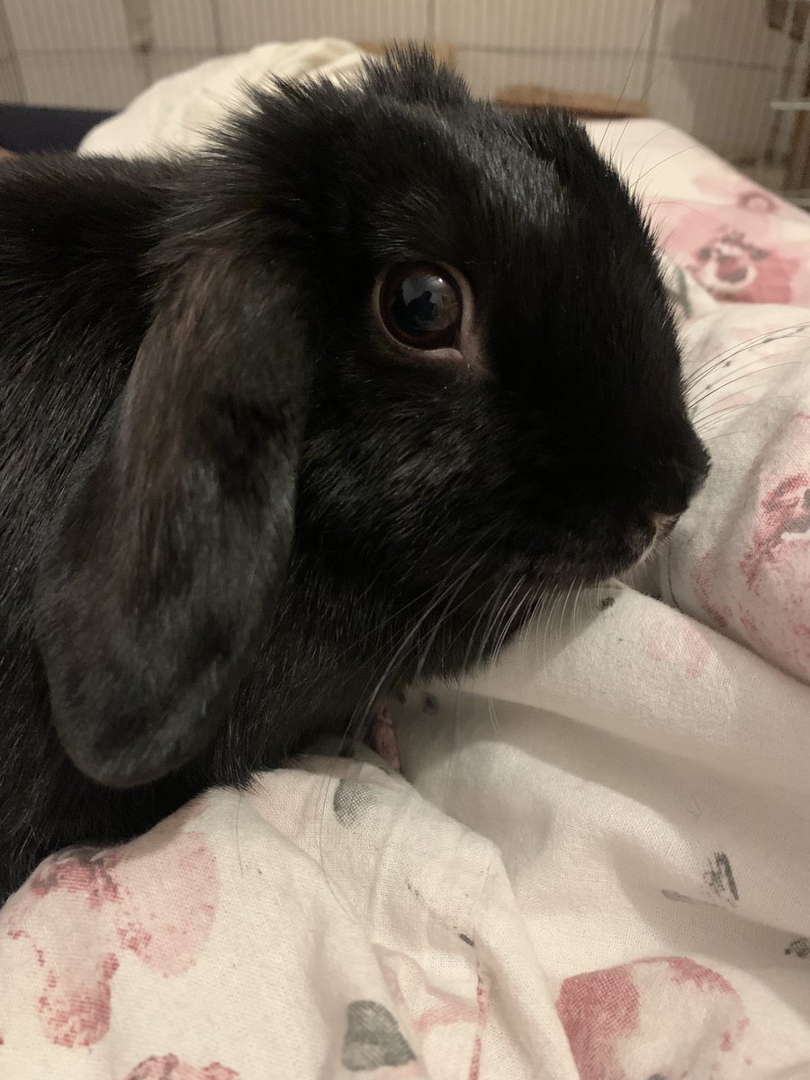 Ama 🐍 Useless Trinket tweet media