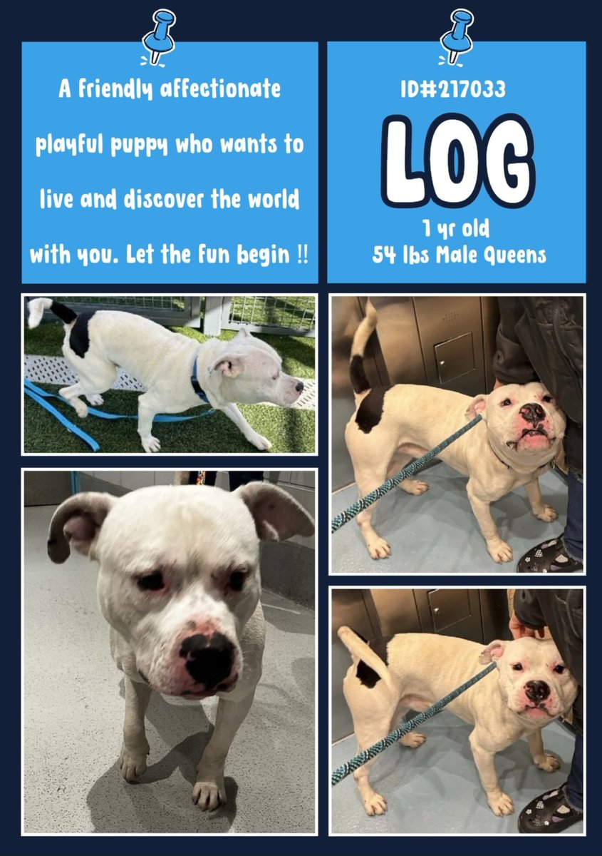 EASpenser's tweet photo. LOG, age ~1 💔#AnotherPuppy💔
No back story for this handsome boy, but since he's a #BabyDog, we know he'll need:
#TimeToDecompress
#Patience
#NoSnapJudgments
#Routine
#GoodBoyTraining
#LotsOfExercise
#TLC
#Adopt #Foster #Pledge4Rescue
https://t.co/kRDkpxeOXn https://t.co/3GQSphOTLr