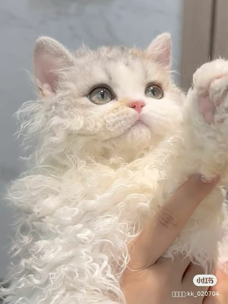 300moods's tweet photo. curly hair cat https://t.co/lmRFrMITtN