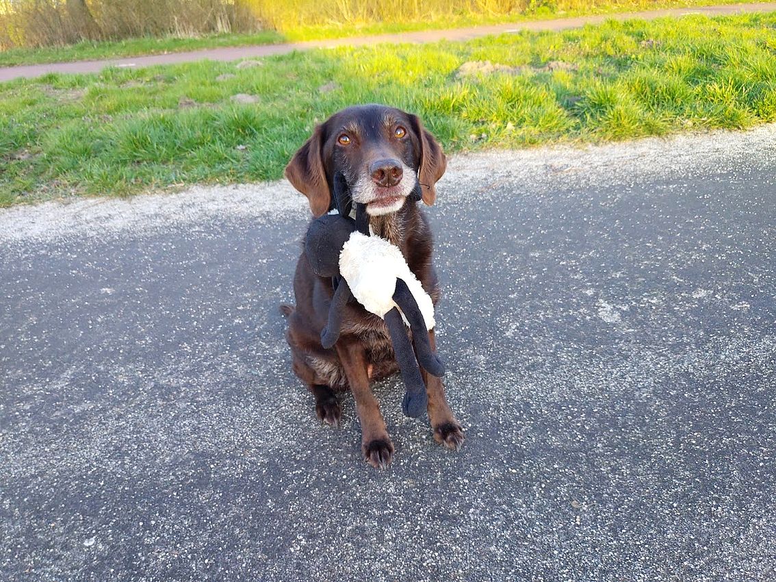 Cleo🌈 & her emotional support human 🐶 😊 tweet media
