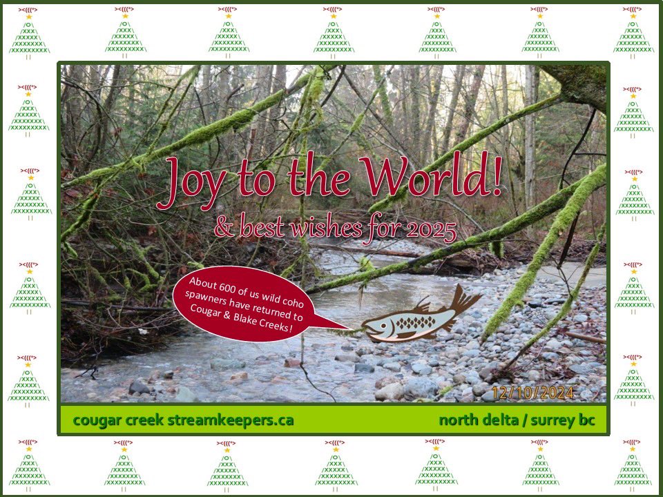 Merry Christmas and Happy Holidays from the Cougar Creek Streamkeepers team 🎅 🎄
We still have spawners doing their thing. Incredible year !