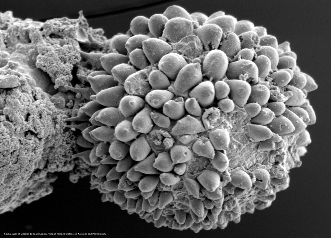 Science Magazine tweet media