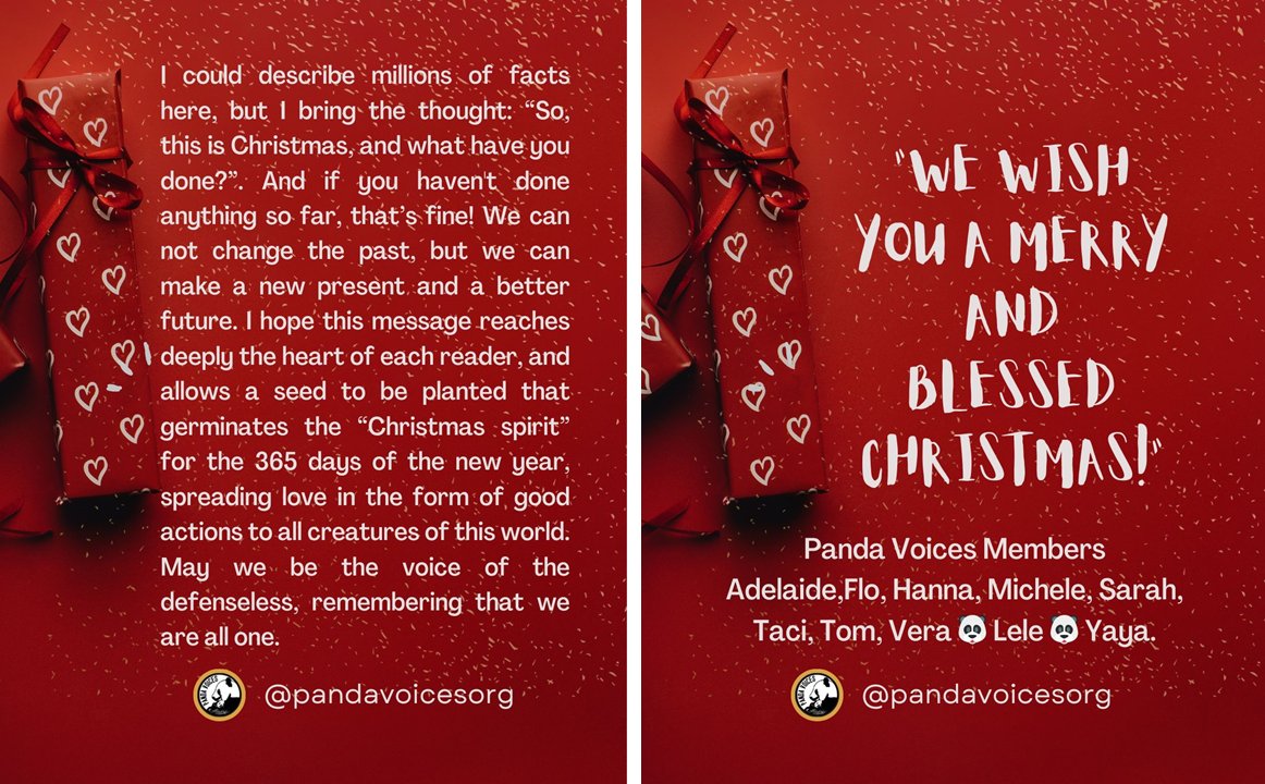 Panda Voices family wish you all, all pandas and animals a happy and blessed Christmas! Please, read the message on the images! May we always be the voice of the voiceless, remembering that we are all one!