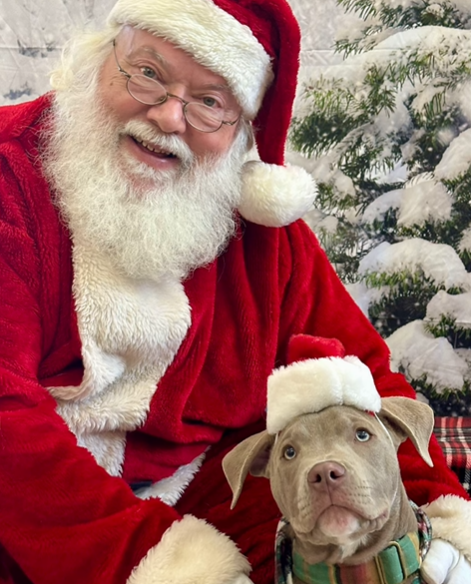 Treat your pup to the festive flavour treats from @threedogbakery. They've waited all year for for this!