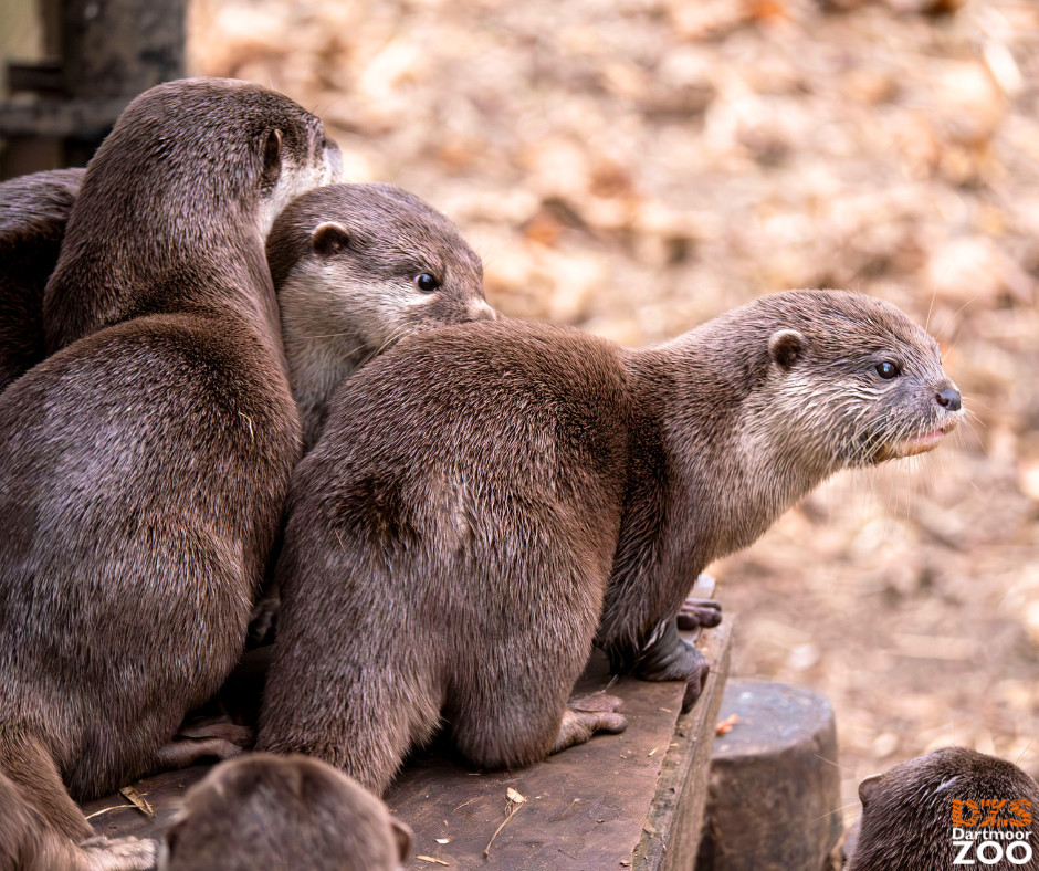 Dartmoor Zoo tweet media