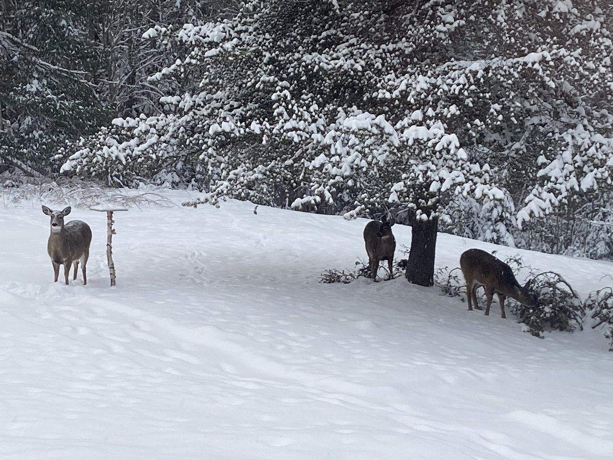 Ashton Carr tweet media