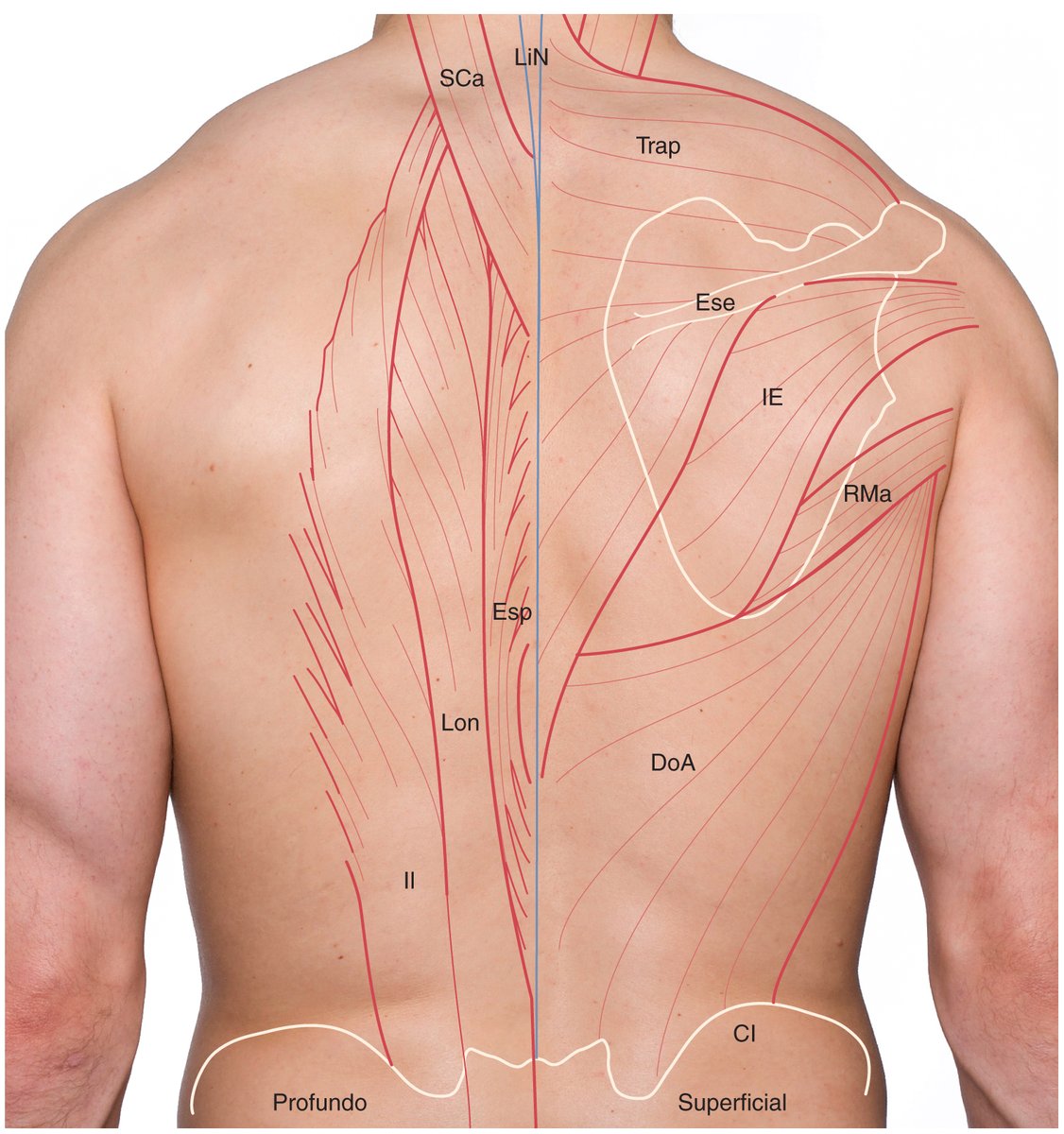 Proyecciones en superficie de los músculos de la #espalda
📌CI: #CrestaIlíaca
📌DoA: #DorsalAncho
📌EsE: espina de la #escápula
📌Esp: #espinoso
📌IE: #infraespinoso
📌Il: #iliocostal
📌LiN: #LigamentoNucal
📌Lon: #Longísimo
📌RMa: #RedondoMayor
📌SCa: semiespinoso de la cabeza