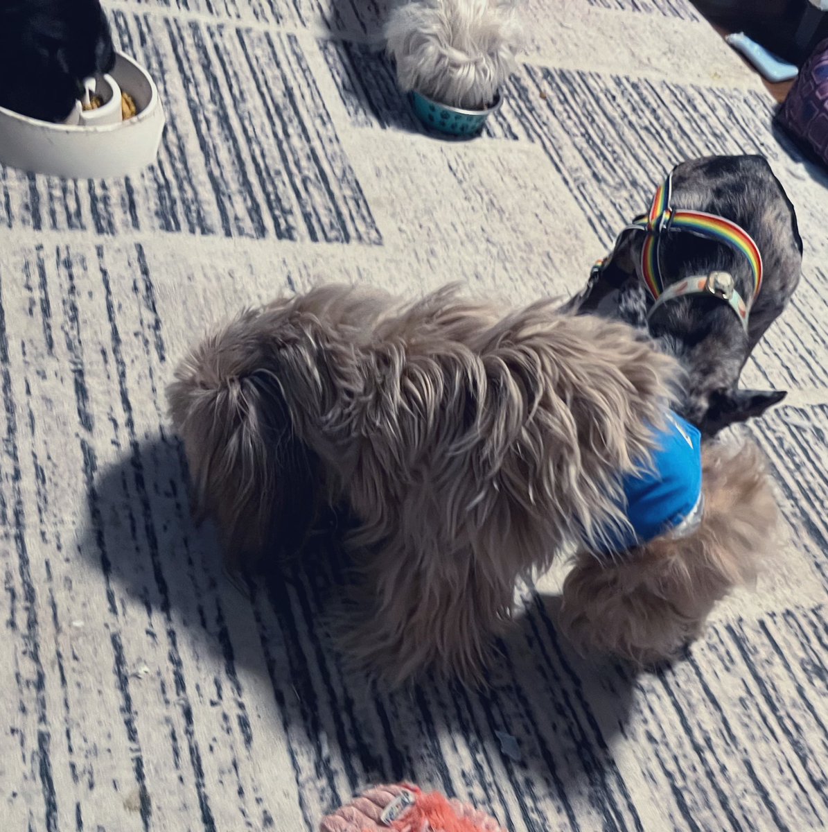 TheHerdHouse's tweet photo. I was so excited about K pup taking a step.
I forgot to tell you.
The Flash nailed a stand.
#parapups https://t.co/nOrrcCGvWV
