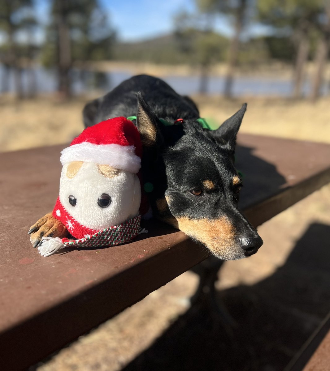 SunriseScience's tweet photo. Merry Christmas from Buddy the Yeast, Kyla the Vigilant, and the humans of Sunrise Science Products! 🎄🧡 https://t.co/uYVP4Qw1bS