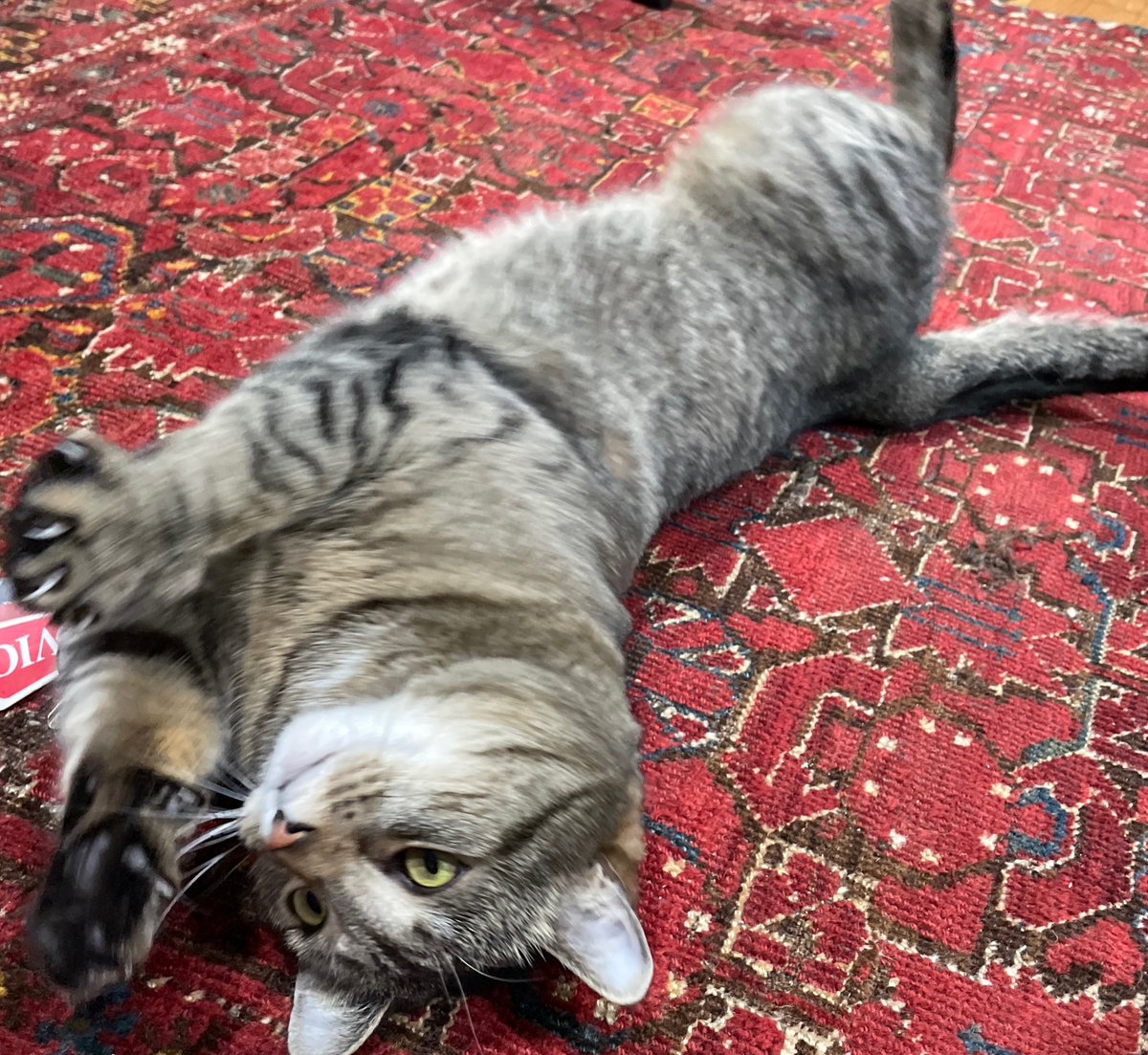 the needle-felted head of joyce carol oates tweet media