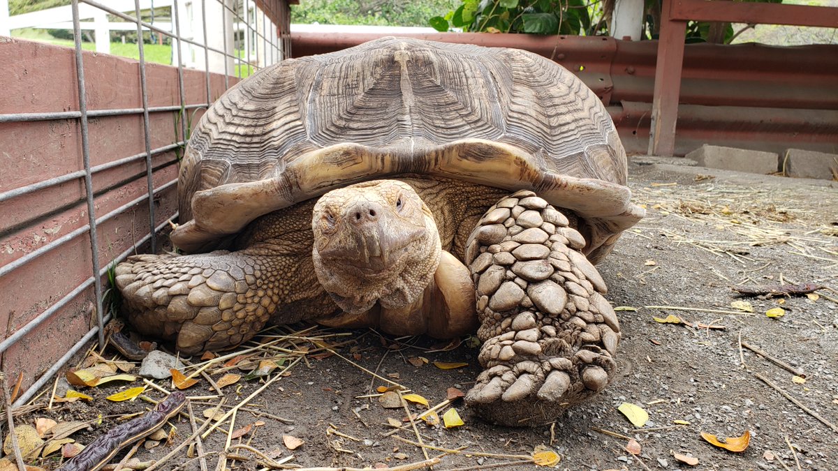 WhiteCuddleBug's tweet image. This turtle born and raised in Maui, Hawaii