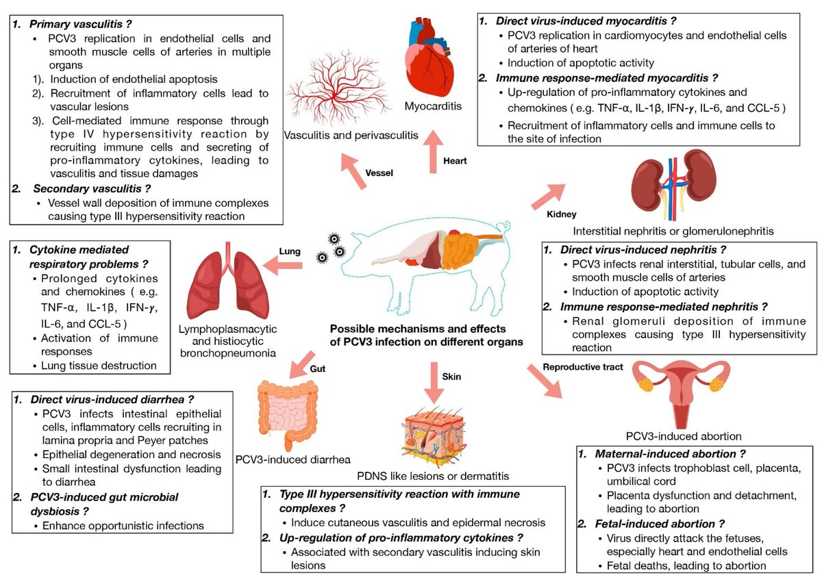 Pathogens_MDPI's tweet image. 📢 Call for Reading
👉 Title: Current Understanding of the Pathogenesis of #Porcine #Circovirus 3
🔗 Link: brnw.ch/21wPCTa
🎯 Article Views: 4906; Citations: 27

@MDPIBiologySubj